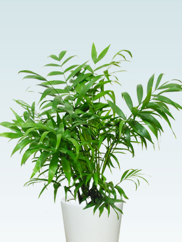 テーブルヤシ(陶器鉢植込み、６号ラウンド白色)2