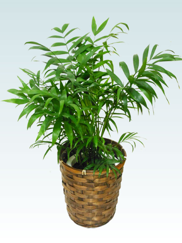 テーブルヤシ(籐かご付、ダークブラウン色)　Ｓサイズ3