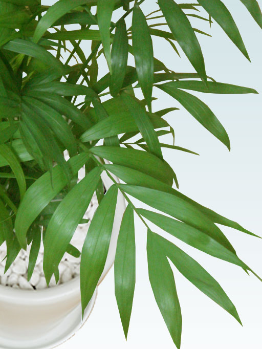 テーブルヤシ(陶器鉢植込み、６号ラウンド白色)3