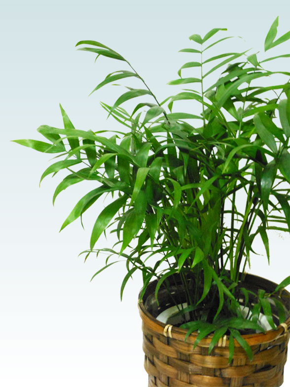 テーブルヤシ(籐かご付、ダークブラウン色)　Ｓサイズ4