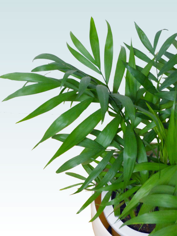 テーブルヤシ(ラスターポット付)　Ｓサイズ4