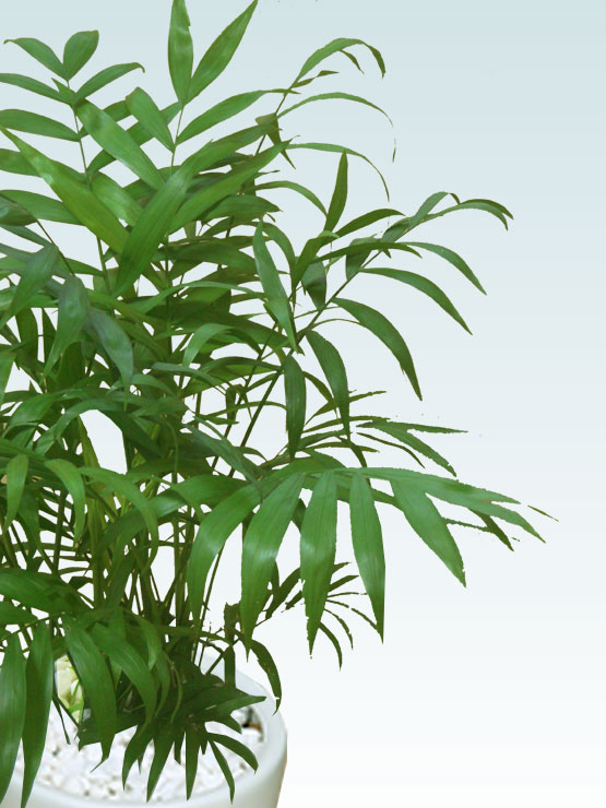 テーブルヤシ(陶器鉢植込み、６号ラウンド白色)4