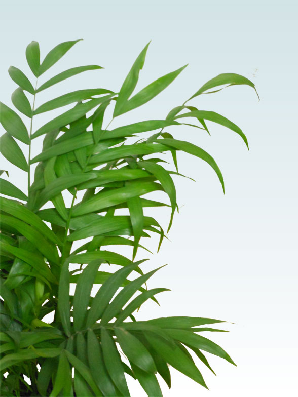 テーブルヤシ(籐かご付、ダークブラウン色)　Ｓサイズ5