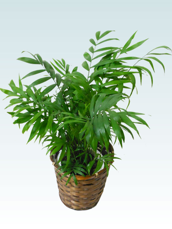 テーブルヤシ(籐かご付、ダークブラウン色)　Ｓサイズ6