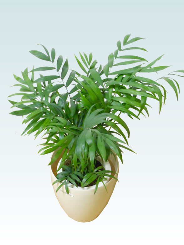 テーブルヤシ(ラスターポット付)　Ｓサイズ6