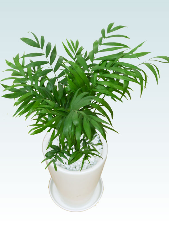 テーブルヤシ(陶器鉢植込み、６号ラウンド白色)6