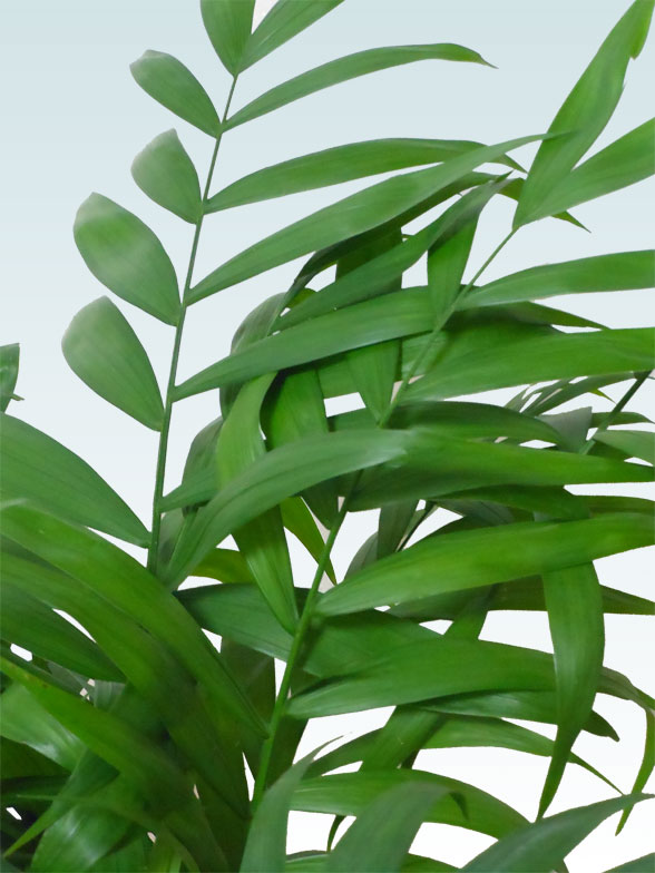 テーブルヤシ(ラスターポット付) Sサイズ/観葉植物の販売、通販の観葉