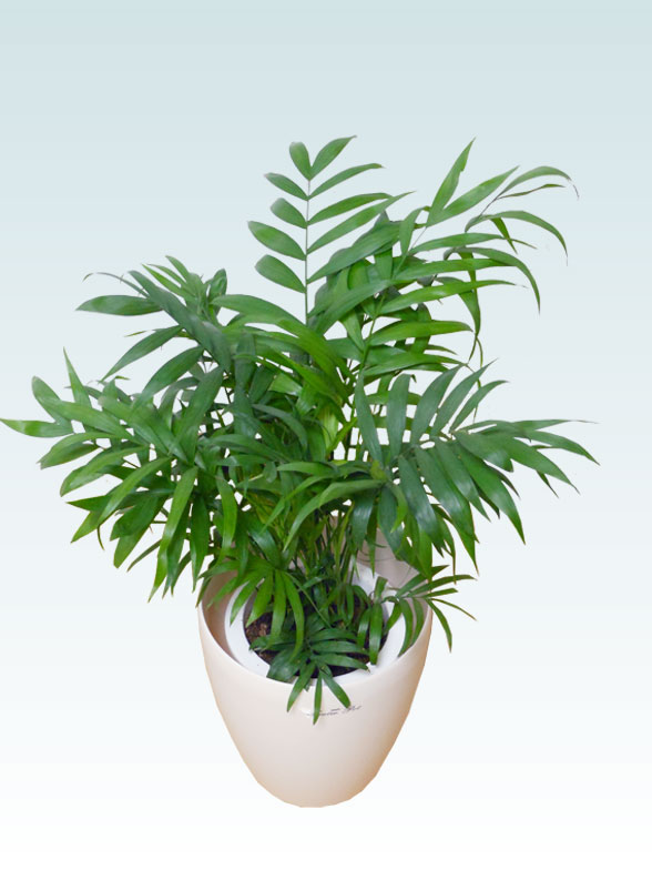 テーブルヤシ ラスターポット付 ｓサイズ 観葉植物の販売 通販の観葉植物のオアシス