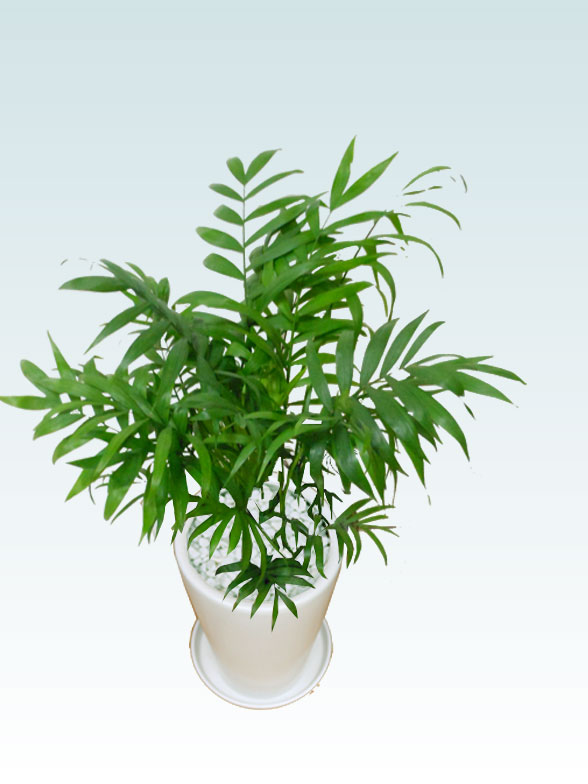 テーブルヤシ(陶器鉢植込み、６号ラウンド白色)8