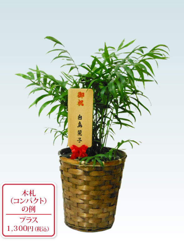 テーブルヤシ(籐かご付、ダークブラウン色)　Ｓサイズ9