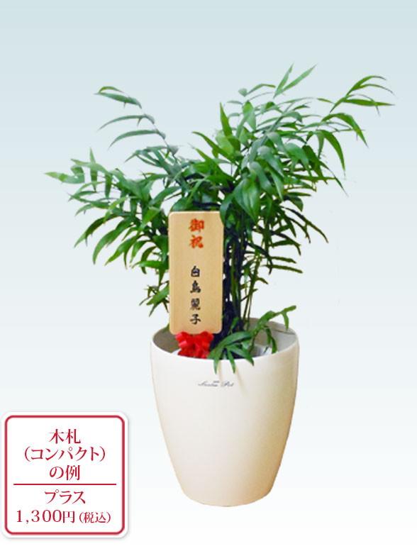 テーブルヤシ(ラスターポット付)　Ｓサイズ9