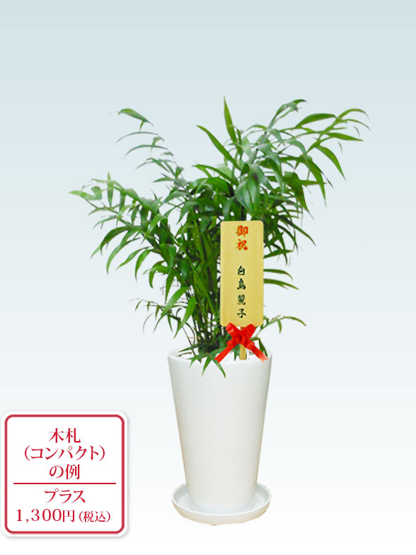 テーブルヤシ(陶器鉢植込み、６号ラウンド白色)9