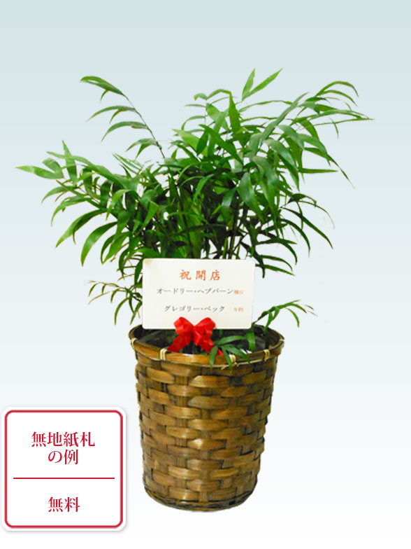 テーブルヤシ(籐かご付、ダークブラウン色)　Ｓサイズ10