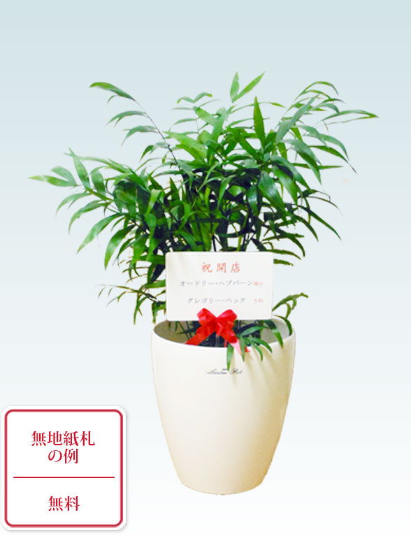 テーブルヤシ(ラスターポット付)　Ｓサイズ10