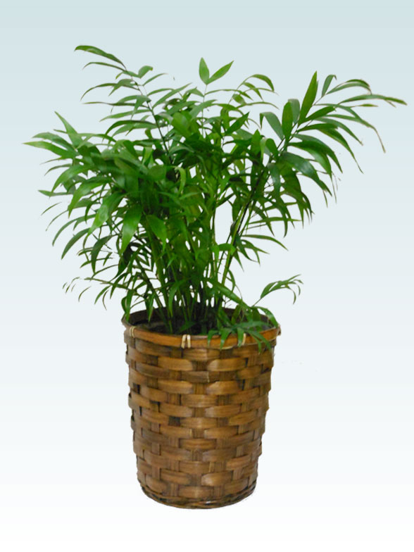 テーブルヤシ(籐かご付、ダークブラウン色)　Ｓサイズ11