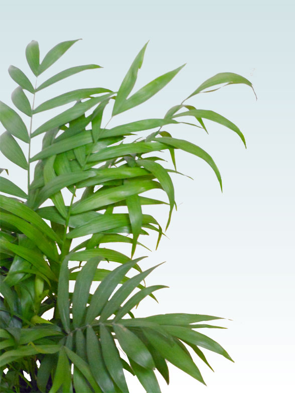 テーブルヤシ(陶器鉢植込み、６号ラウンド白色)20