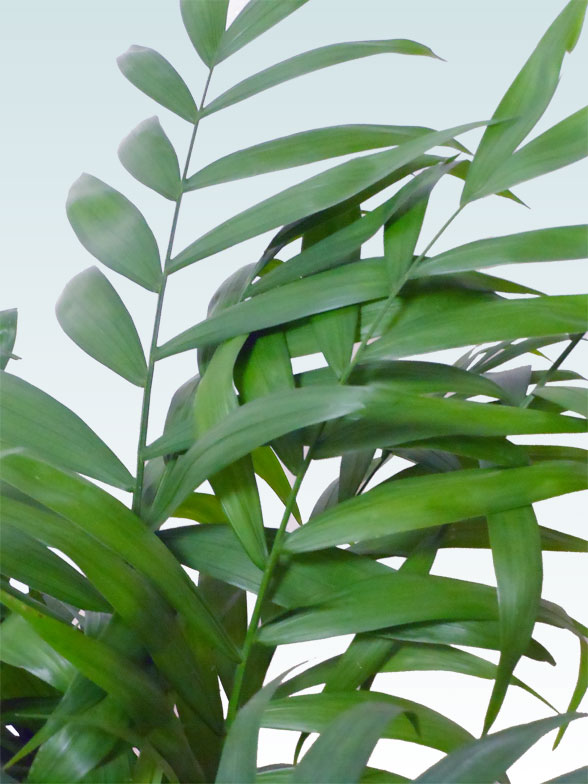 テーブルヤシ(陶器鉢植込み、６号ラウンド白色)21