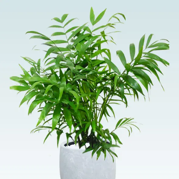 テーブルヤシ(陶器鉢　ボウル型　パステルブルー)　スタイリッシュ 拡大