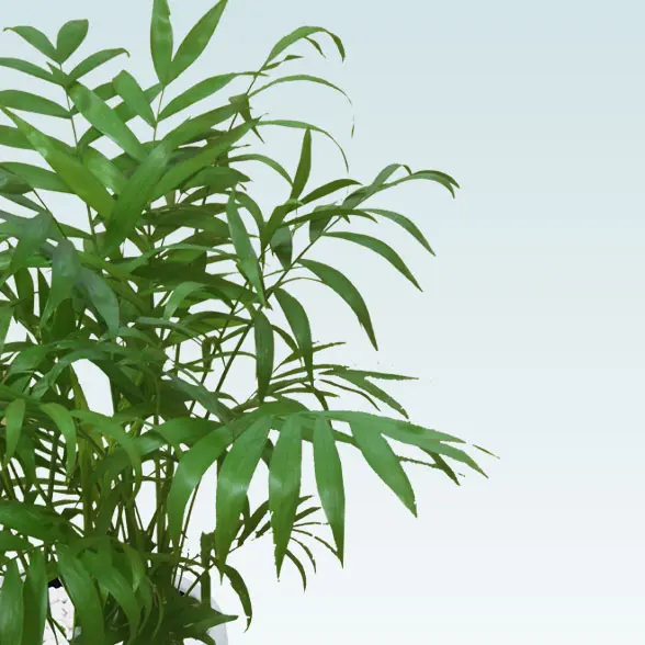 テーブルヤシ(陶器鉢　ボウル型　パステルブルー)　スタイリッシュ　葉っぱの拡大