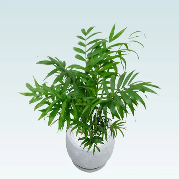 テーブルヤシ(陶器鉢　ボウル型　パステルブルー)　スタイリッシュ　上から