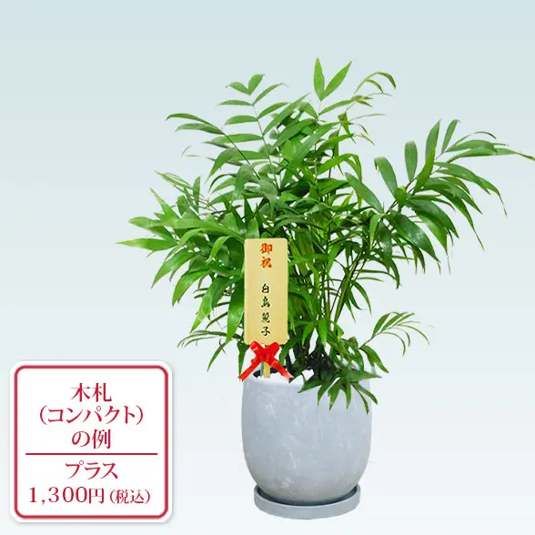 テーブルヤシ(陶器鉢　ボウル型　パステルブルー)　スタイリッシュ　コンパクト木札付き