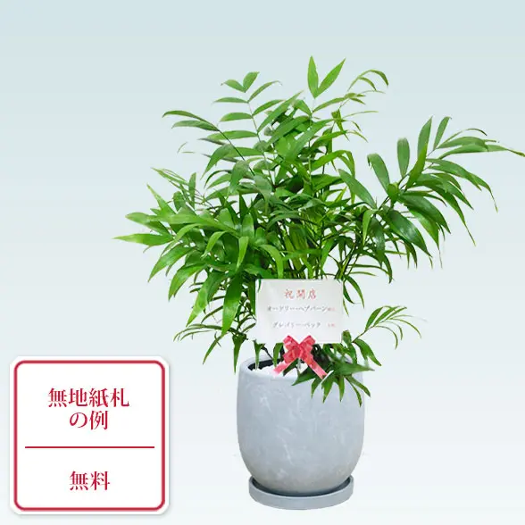 テーブルヤシ(陶器鉢　ボウル型　パステルブルー)　スタイリッシュ　無地の紙付き