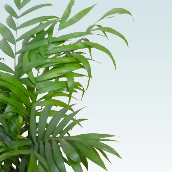 テーブルヤシ(陶器鉢　ボウル型　パステルブルー)　スタイリッシュ　葉っぱ