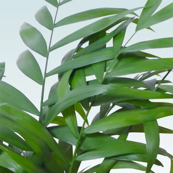 テーブルヤシ(陶器鉢　ボウル型　パステルブルー)　スタイリッシュ　葉っぱの拡大