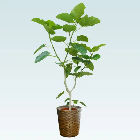 ウンベラータ(籐かご付、ダークブラウン色)　Lサイズ6