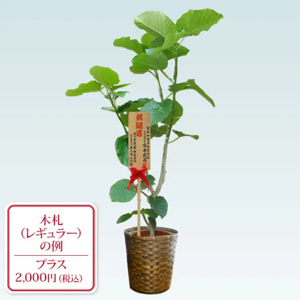 ウンベラータ(籐かご付、ダークブラウン色)　Lサイズ14