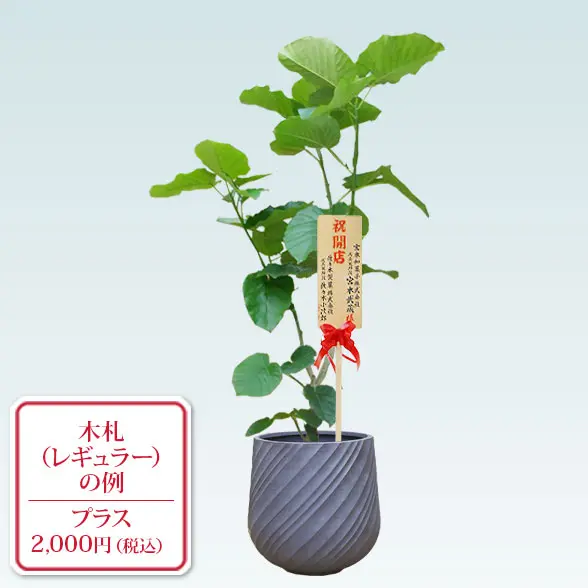 ウンベラータ(スパイラル型、グラスファイバー製鉢カバー付)　Lサイズ　グレー　レギュラー札付き