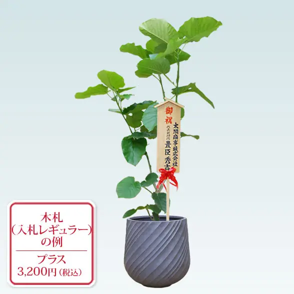ウンベラータ(スパイラル型、グラスファイバー製鉢カバー付)　Lサイズ　グレー　入札付き