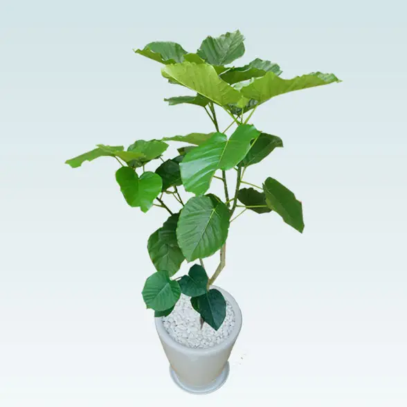 ウンベラータ(陶器鉢、ラウンドタイプ白色)　Lサイズ3