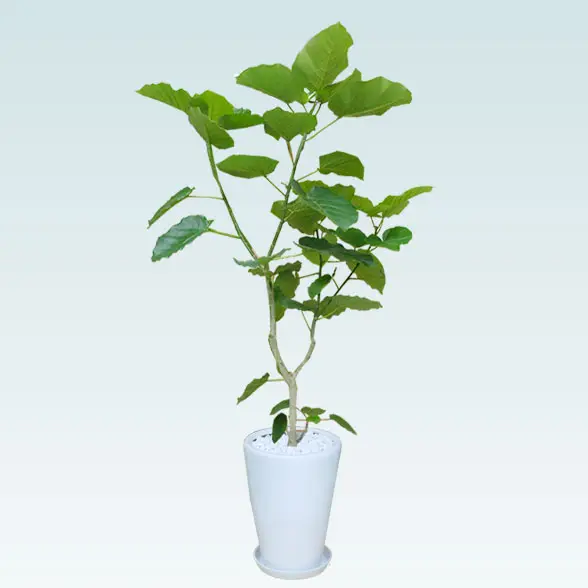 ウンベラータ(陶器鉢、ラウンドタイプ白色)　Lサイズ6