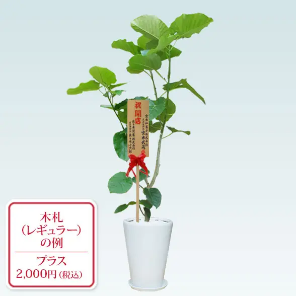 ウンベラータ(陶器鉢、ラウンドタイプ白色)　Lサイズ14