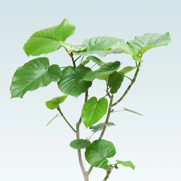 ウンベラータ(籐かご付、ダークブラウン色)　Mサイズ　2