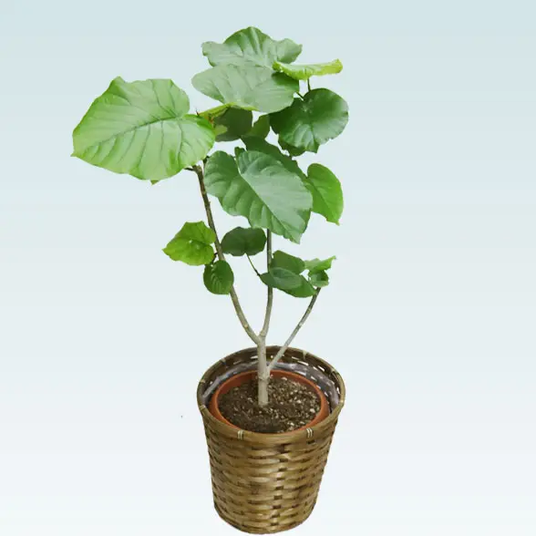 ウンベラータ(籐かご付、ダークブラウン色)　Mサイズ　3