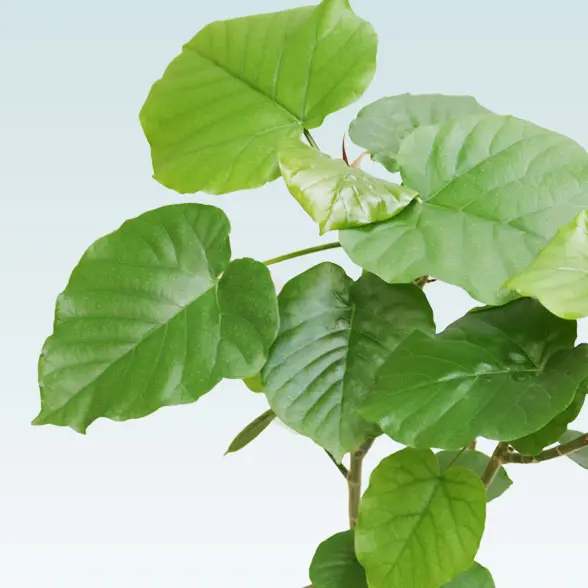 ウンベラータ(籐かご付、ダークブラウン色)　Mサイズ　4