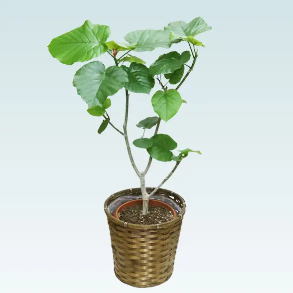 ウンベラータ(籐かご付、ダークブラウン色)　Mサイズ　5