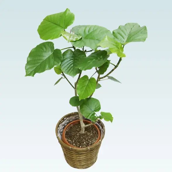 ウンベラータ(籐かご付、ダークブラウン色)　Mサイズ　6