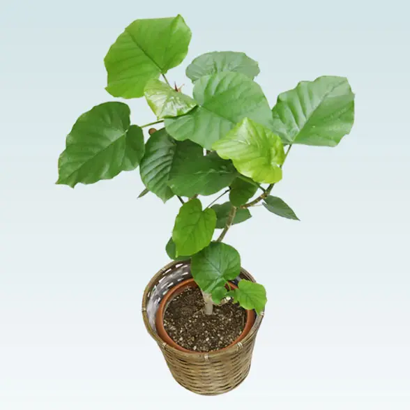 ウンベラータ(籐かご付、ダークブラウン色)　Mサイズ　8