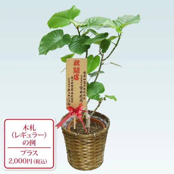 ウンベラータ(籐かご付、ダークブラウン色)　Mサイズ　9