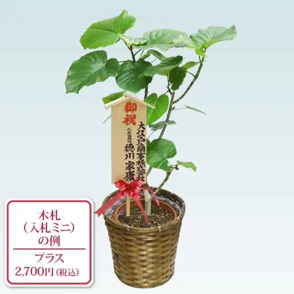 ウンベラータ(籐かご付、ダークブラウン色)　Mサイズ　10