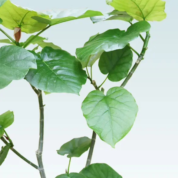 ウンベラータ(籐かご付、ダークブラウン色)　Mサイズ　14