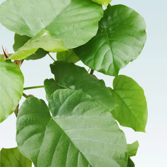 ウンベラータ(籐かご付、ダークブラウン色)　Mサイズ　17