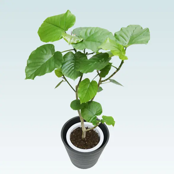 ウンベラータ(エコフレンドリーポット付)　Mサイズ　上から