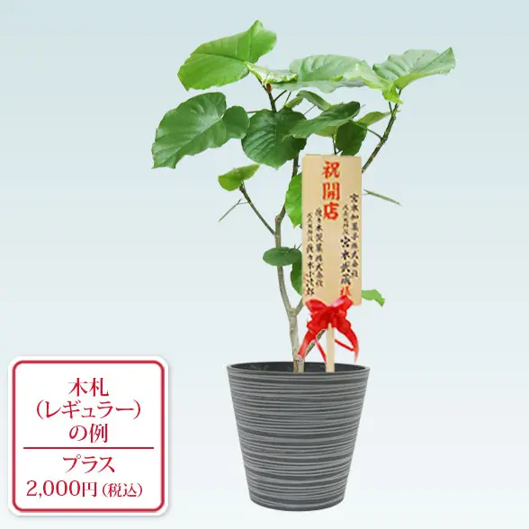 ウンベラータ(エコフレンドリーポット付)　Mサイズ　レギュラー札付き