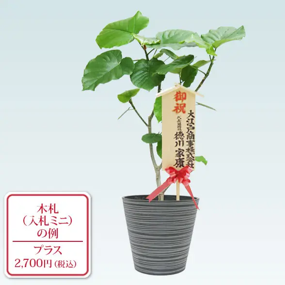 ウンベラータ(エコフレンドリーポット付)　Mサイズ　入札付き