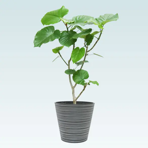 ウンベラータ(エコフレンドリーポット付)　Mサイズ