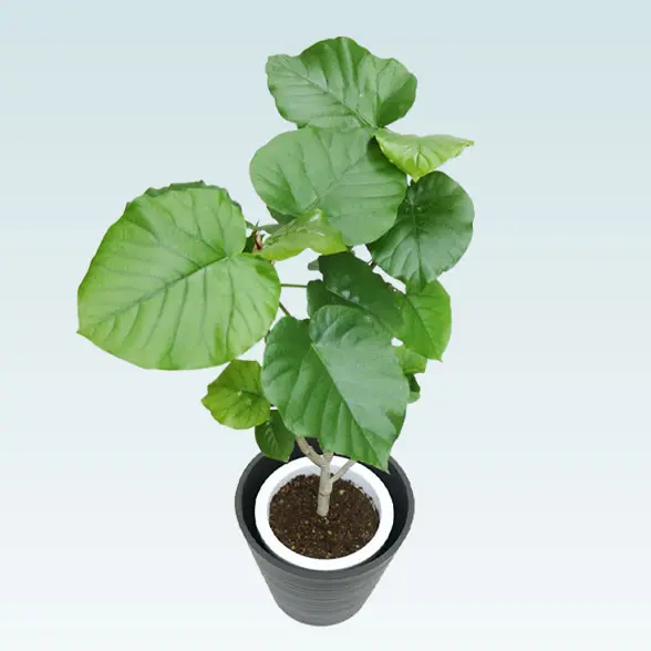 ウンベラータ(エコフレンドリーポット付)　Mサイズ　左上から